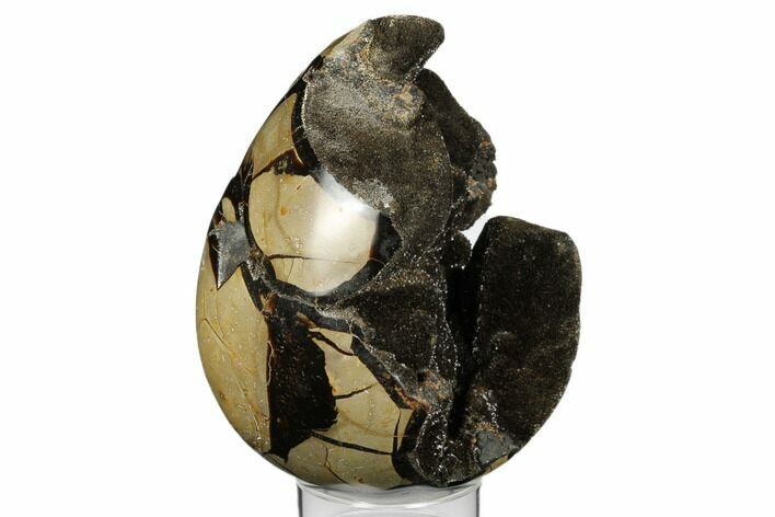 Bargain, Septarian Dragon Egg Geode - Black & Brown Crystals #183096